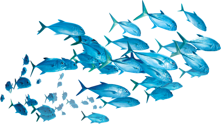 fish, tuna, fishing Png images gallery