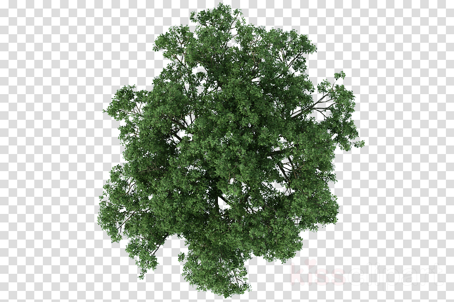 leaf, symbol, ruler high quality png images