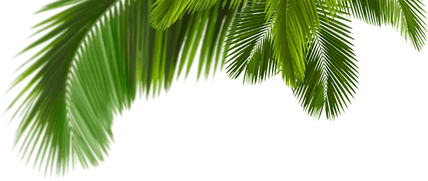 summer, nature, background png background hd download