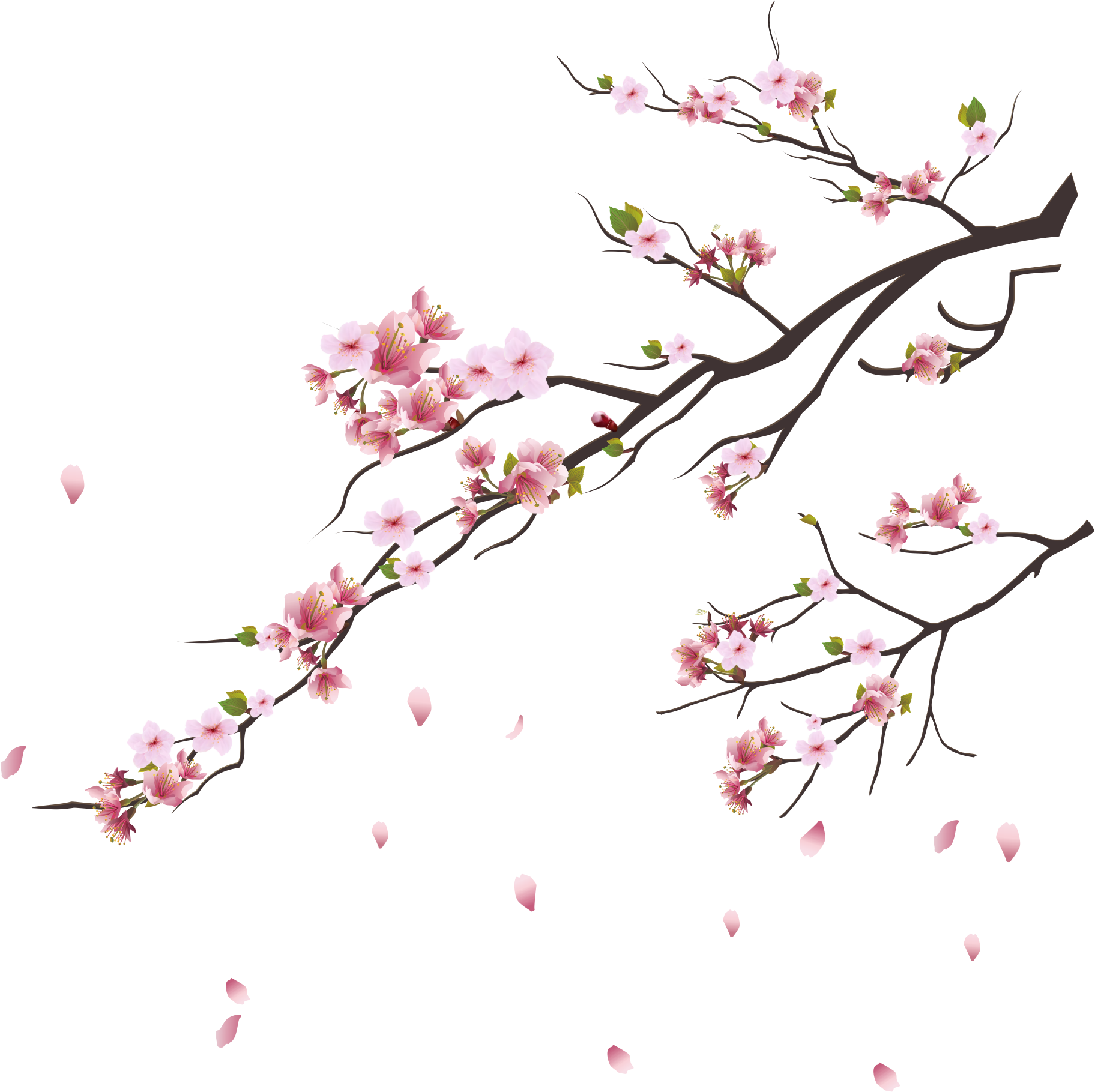 bloom, branches, leaf Png Background Full HD 1080p