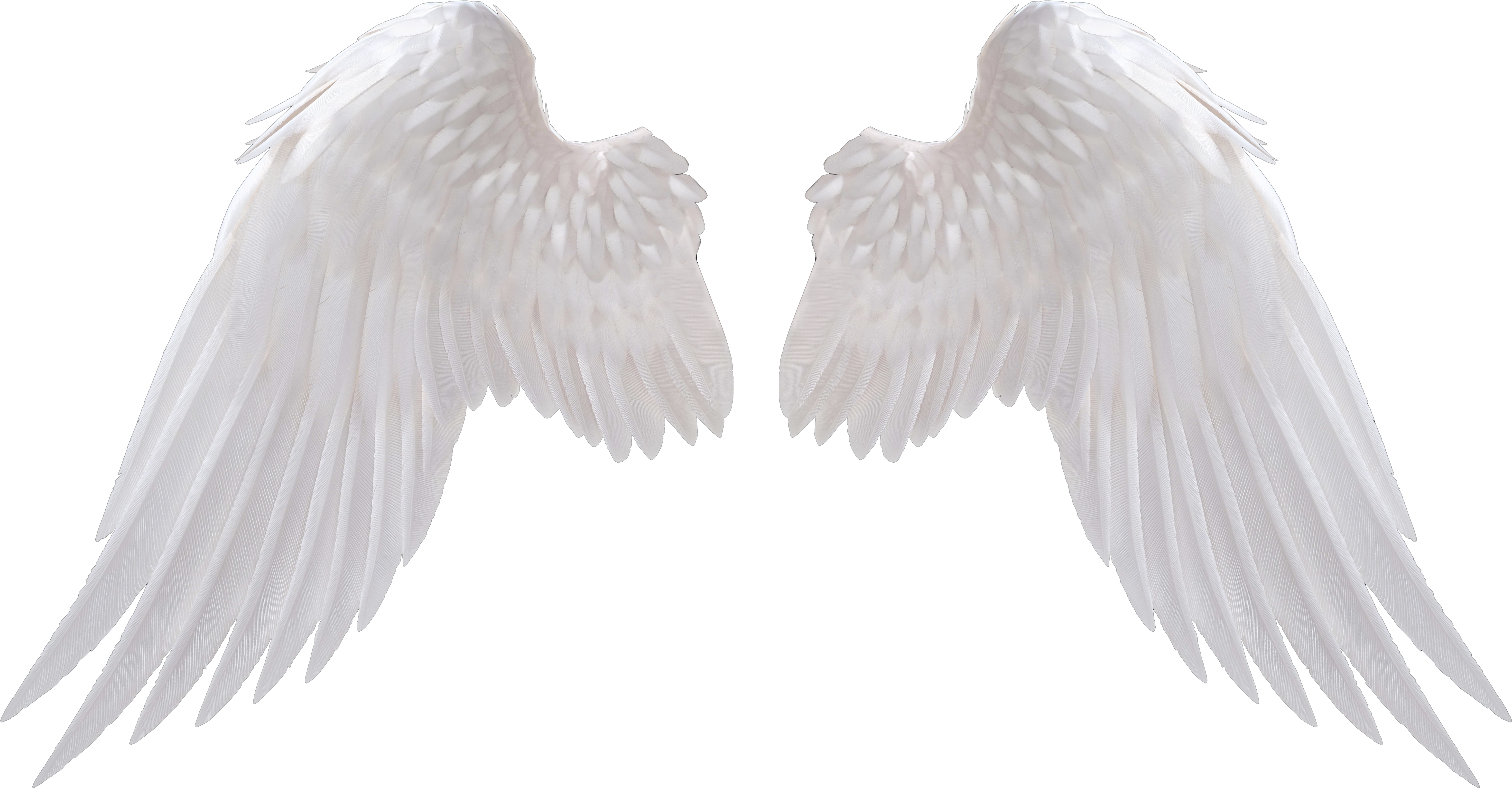 christmas angel, social, flowers png photo background