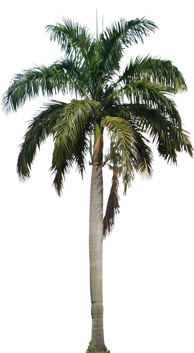 tropical, tropical beach, trees png images for photoshop