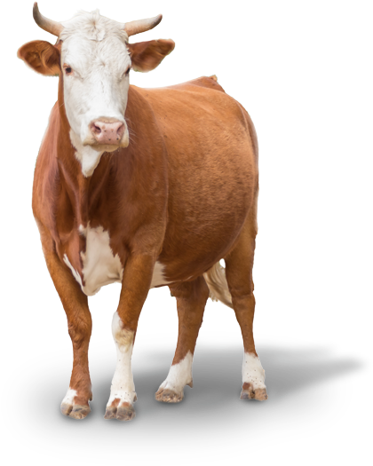 farm, abstract, bull png photo background