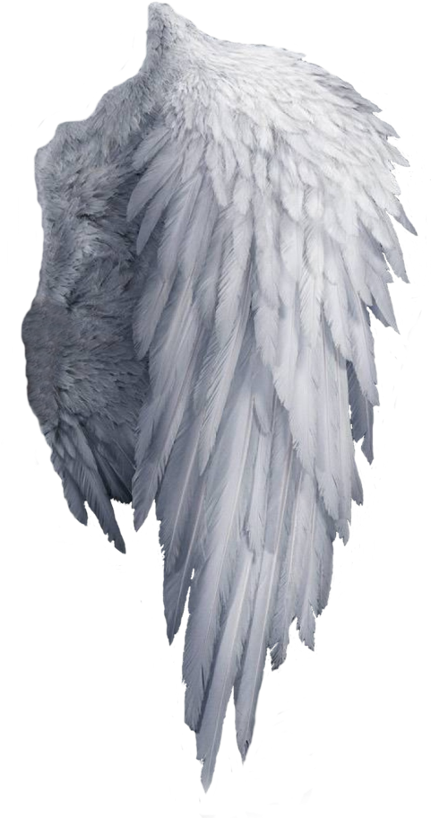 isolated, lion, christmas angel png images for photoshop