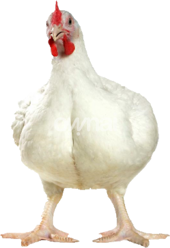 animal, bird, hen png background download