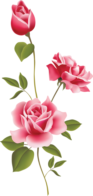 background, plants, roses Png images gallery