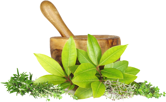 herbal, arrow, plant high quality png images
