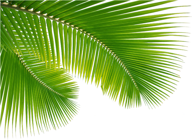palm tree, car, clean png images background