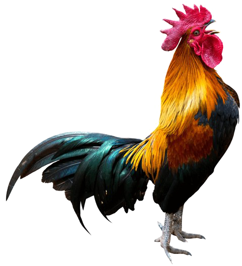 rooster silhouette, texture, background Png images with transparent background
