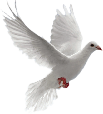 symbol, dove, decoration png background download