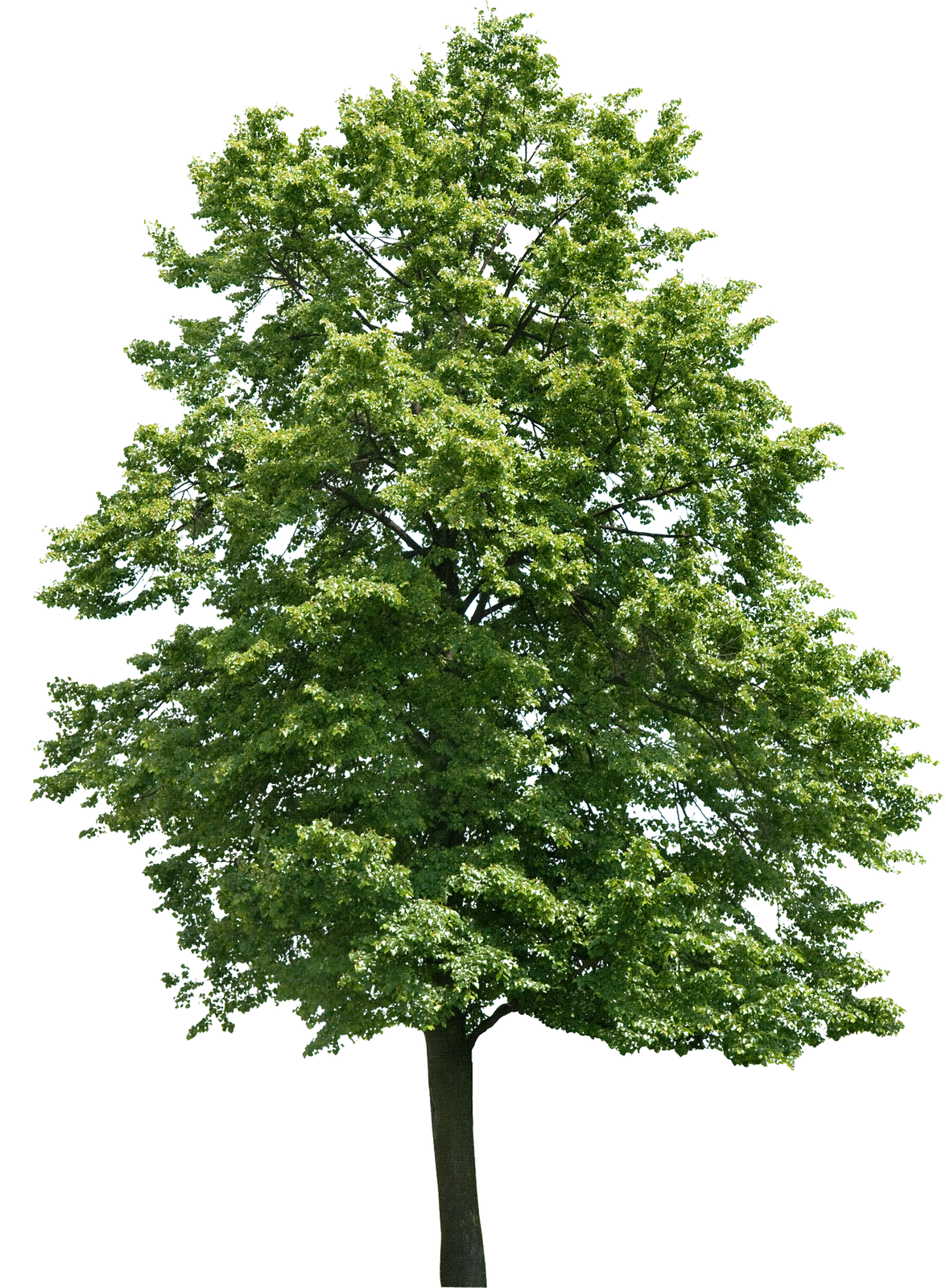 architect, trees, leaf png images for photoshop