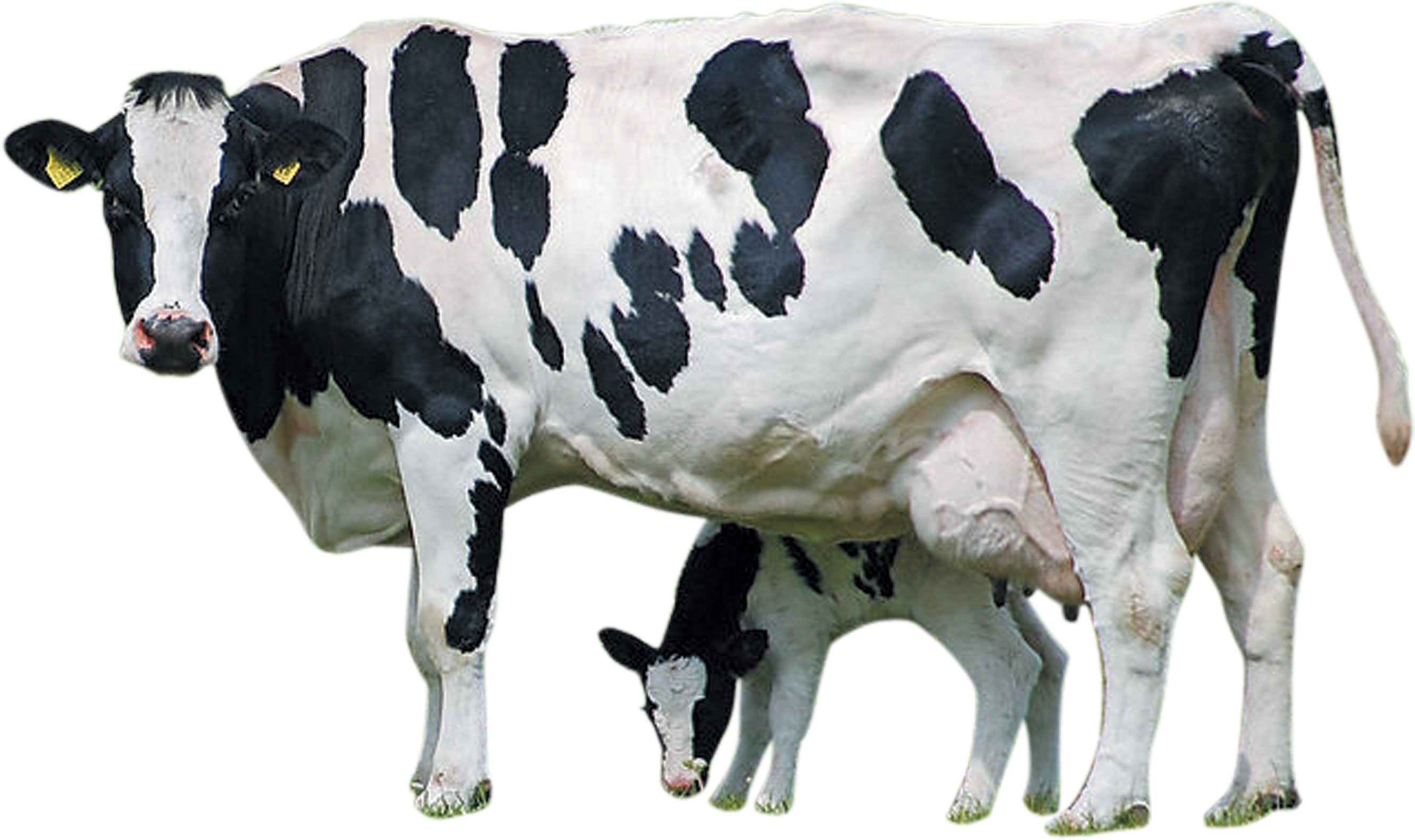 cow, abstract, lunch png background full hd 1080p
