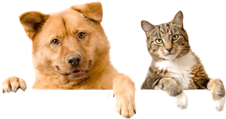 dog, care, character png photo background