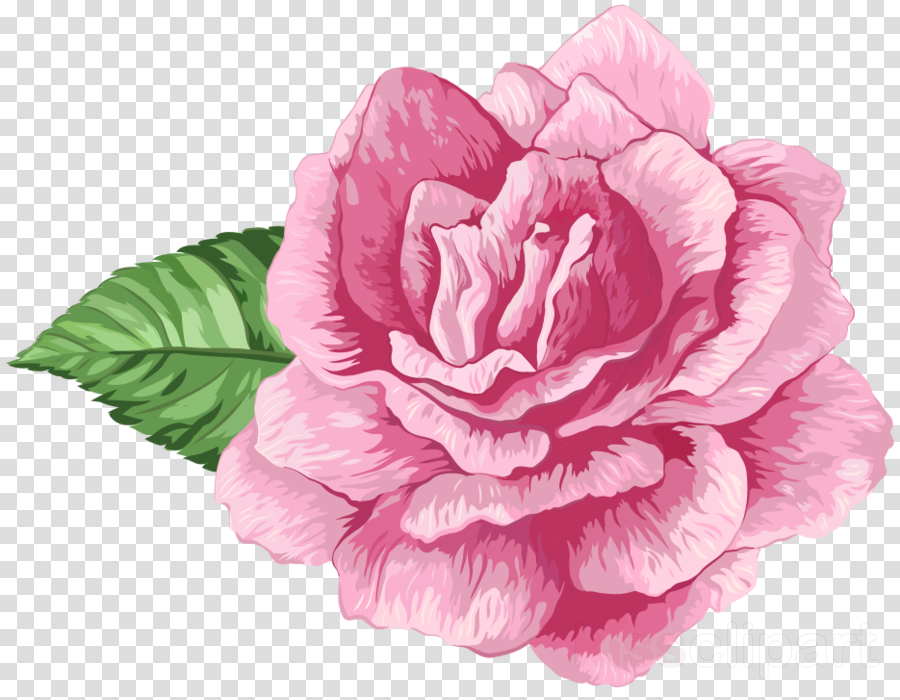 flower, blank, roses Png download for picsart