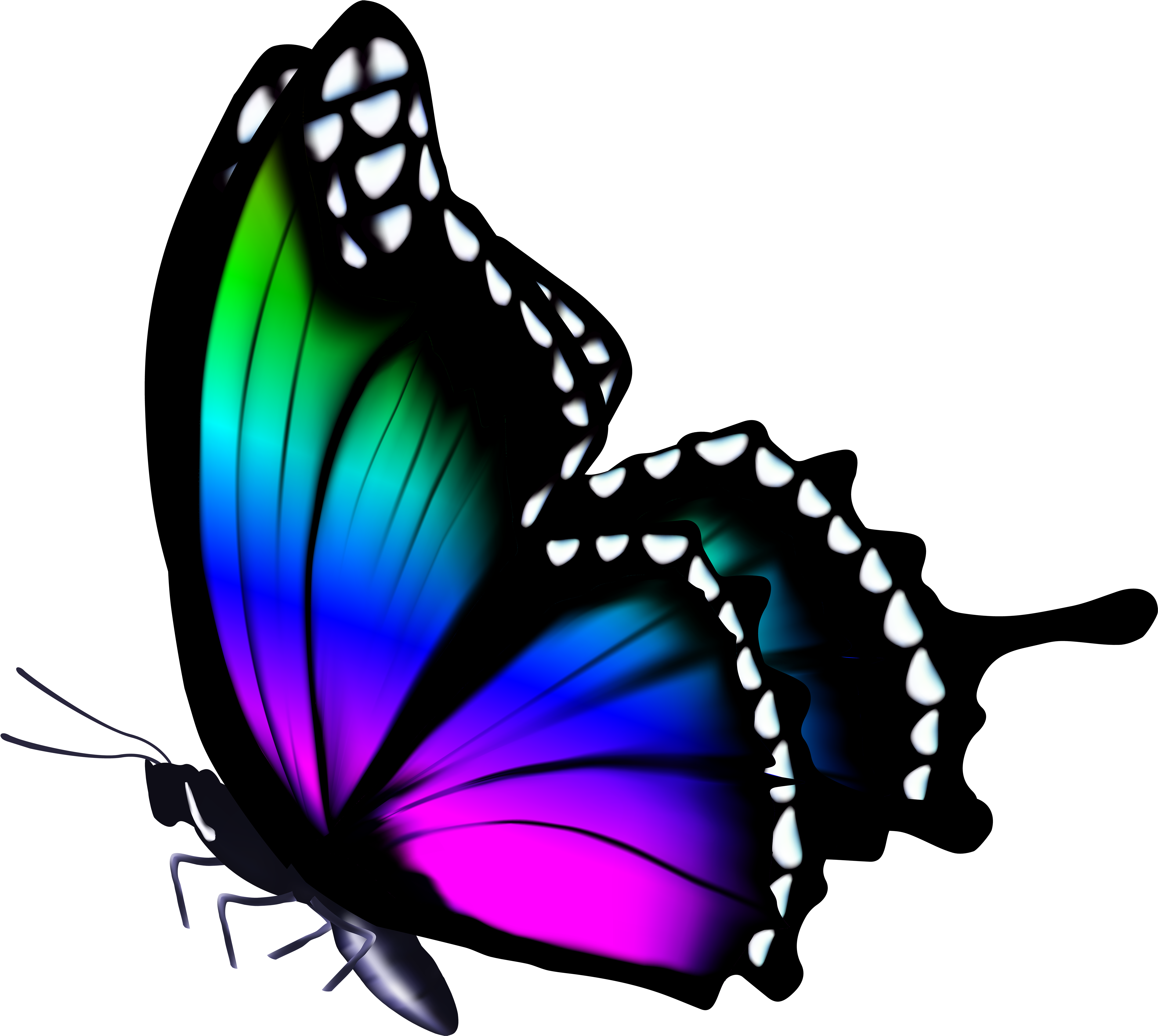 insect, color, video png images background