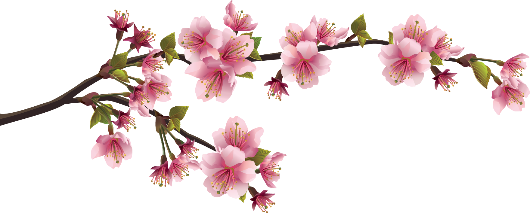 japan, branches, petals Transparent PNG Photoshop