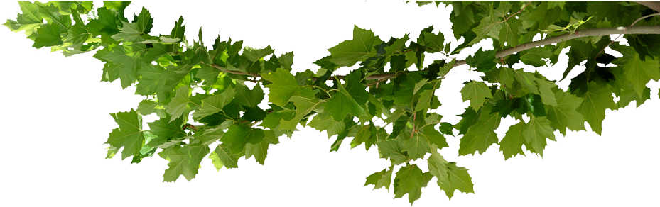 leaf, background, branches Png images for design