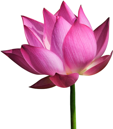 lotus flower, rose, symbol png images for photoshop