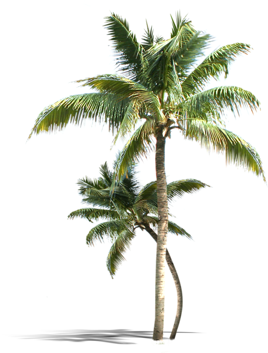 palm tree, coconut, decoration Png images for design