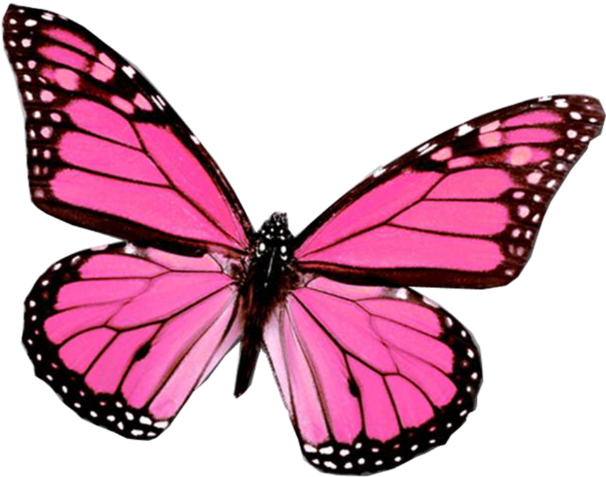 butterfly, flower, background Png images for design