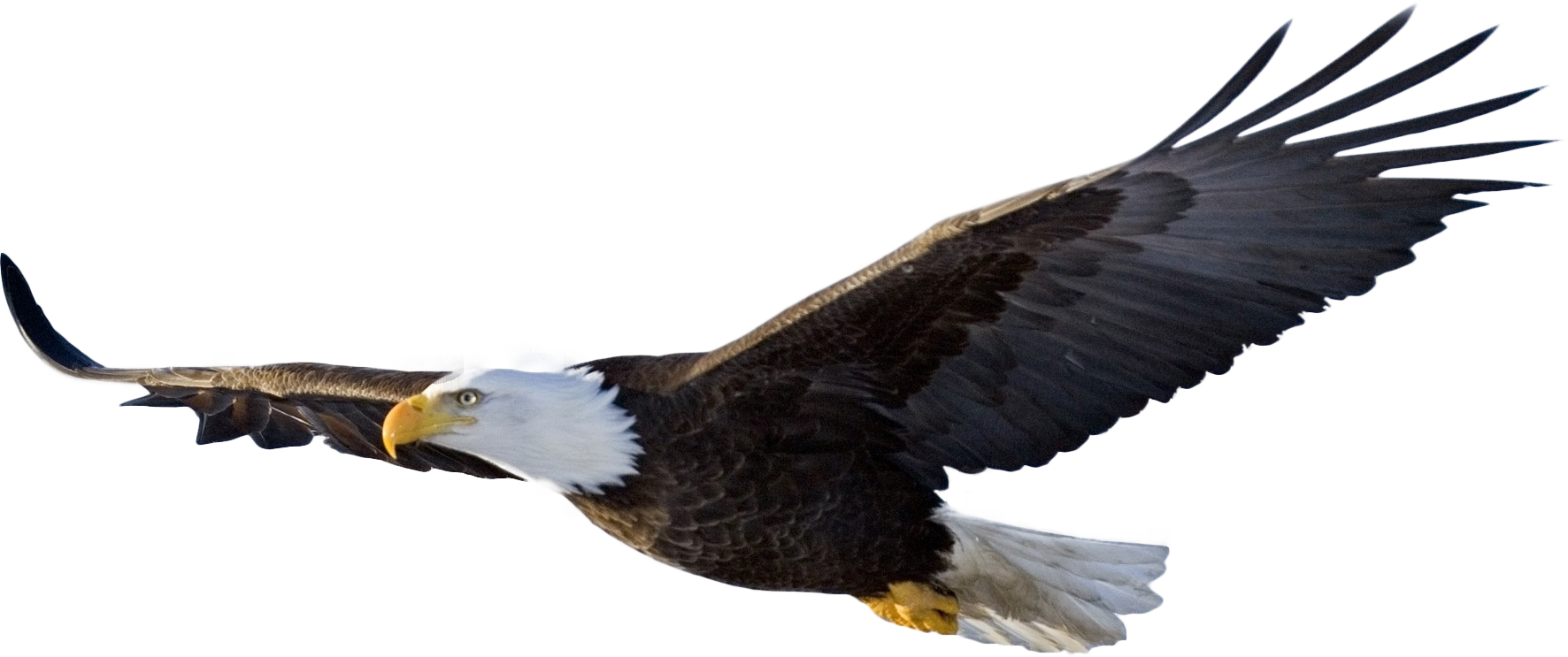 eagle, fly, abstract Png images gallery