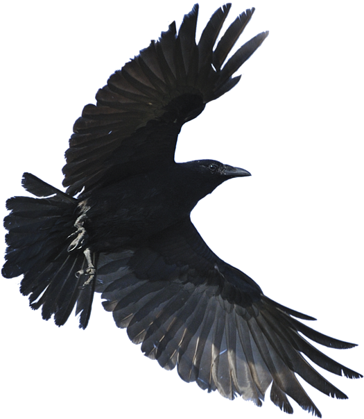 fly, crown, bird high quality png images
