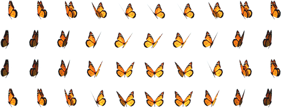 insect, paper, wing png images for photoshop