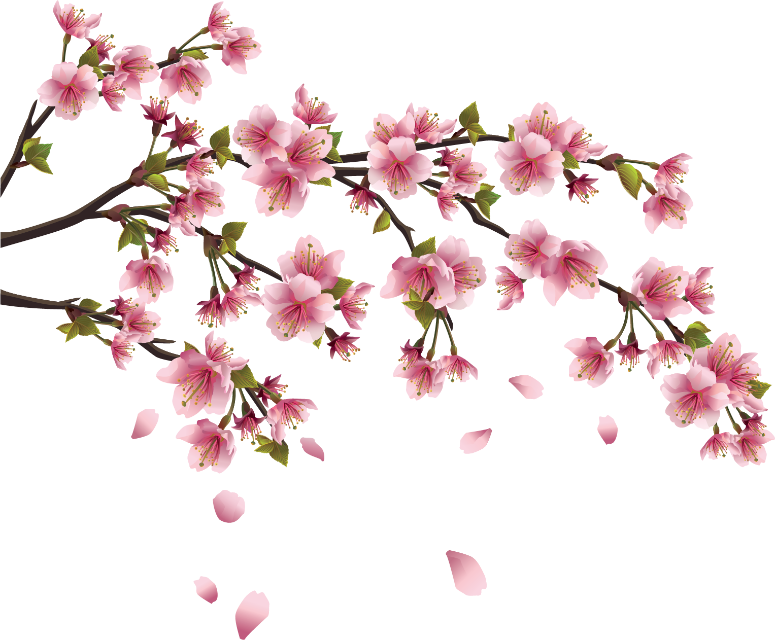 japan, roses, china Png Background Full HD 1080p