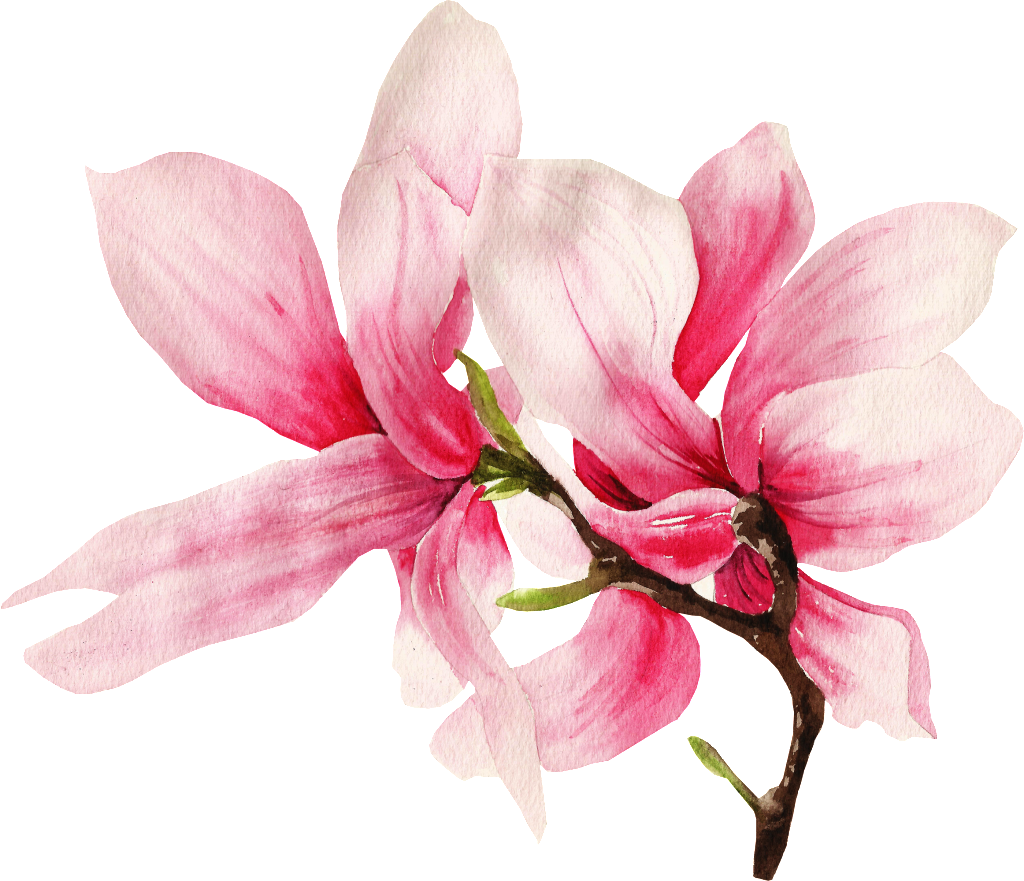 like this, floral, magnolia flower high quality png images