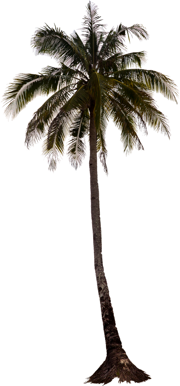 palm tree, summer, brushes Transparent PNG Photoshop