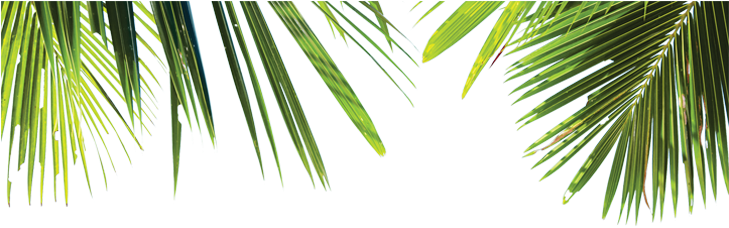 palm tree, trees, plant png background full hd 1080p