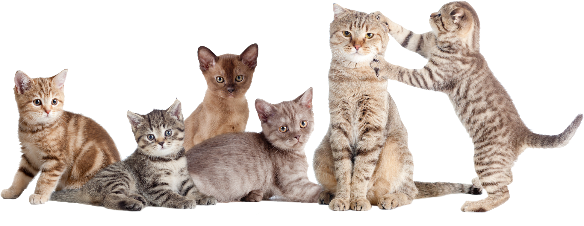 people, cat, illustration high quality png images