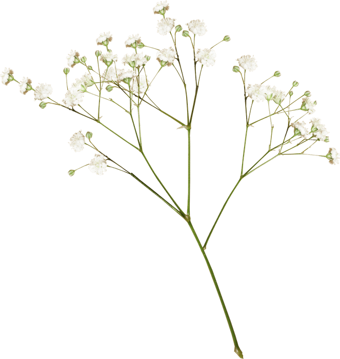 tree, health, rose Png download free