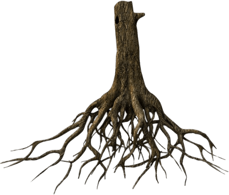 tree, roots, trees png photo background