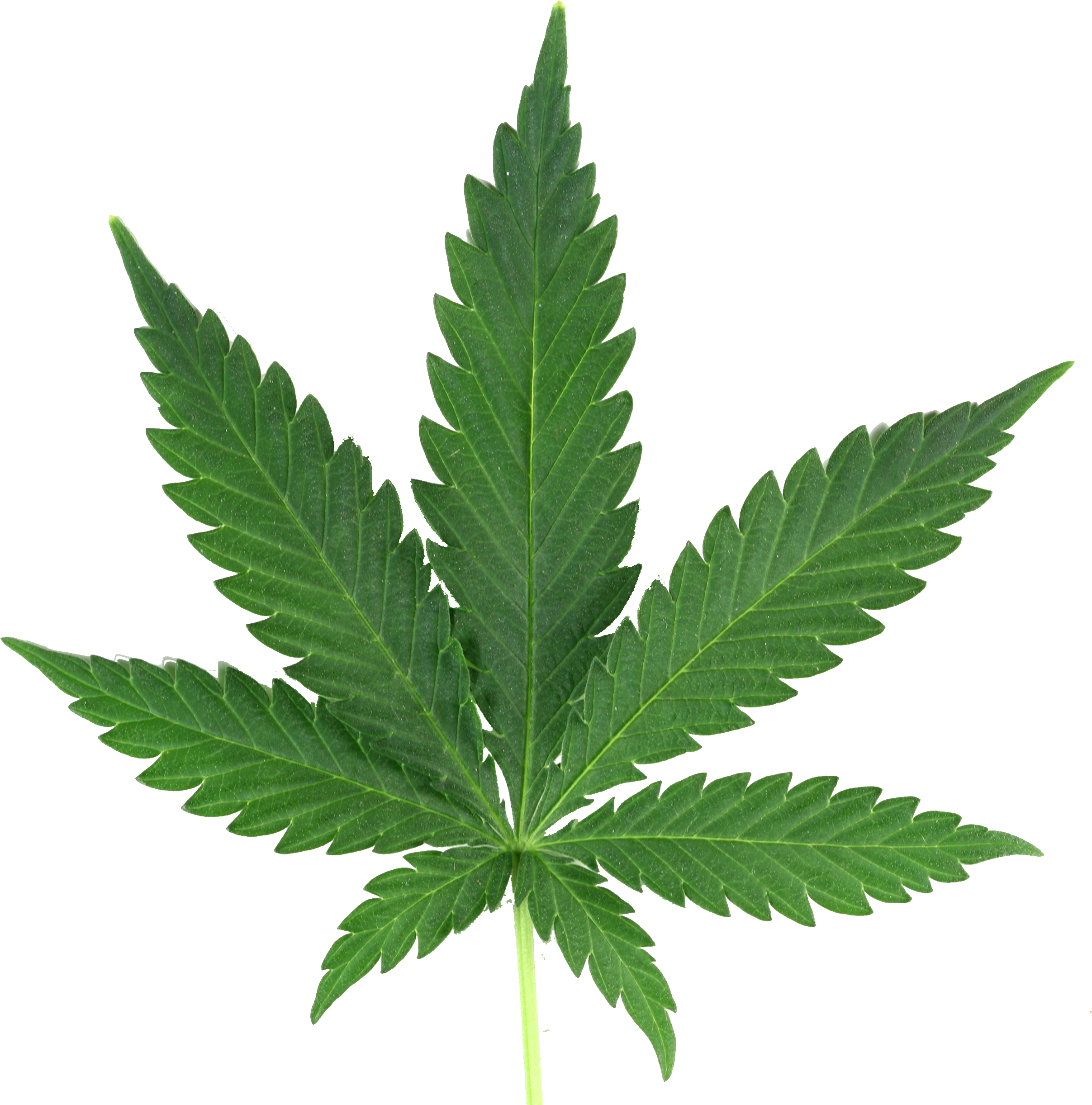 weed, marijuana, home png background download