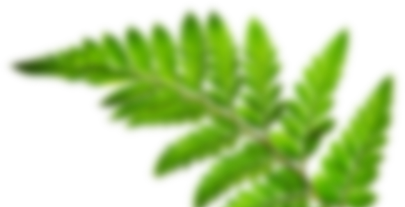 background, leaf, tree png images online