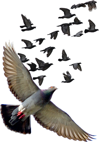 bird, video, fly fishing 500 png download