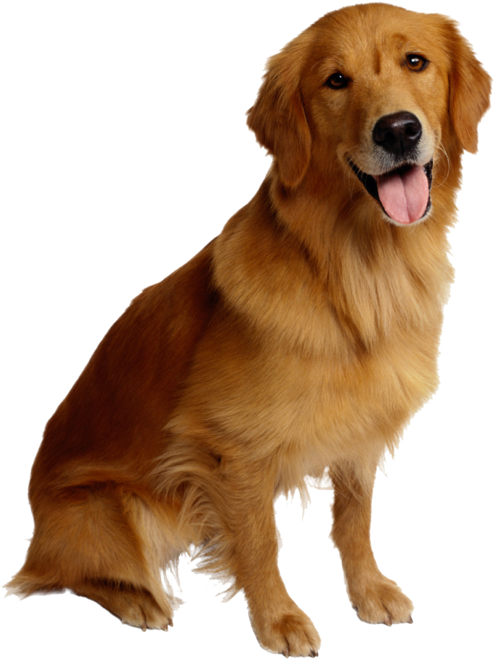 gold, dogs, cute Transparent PNG Photoshop