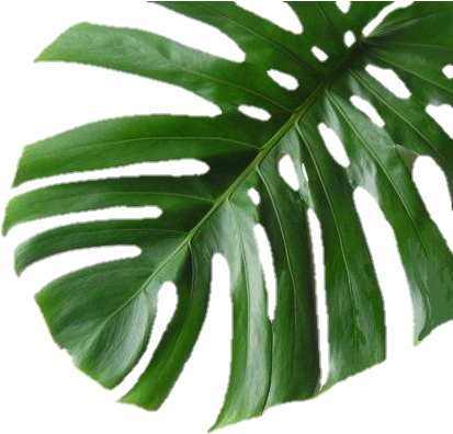 hojas, animal, leaves png images for photoshop