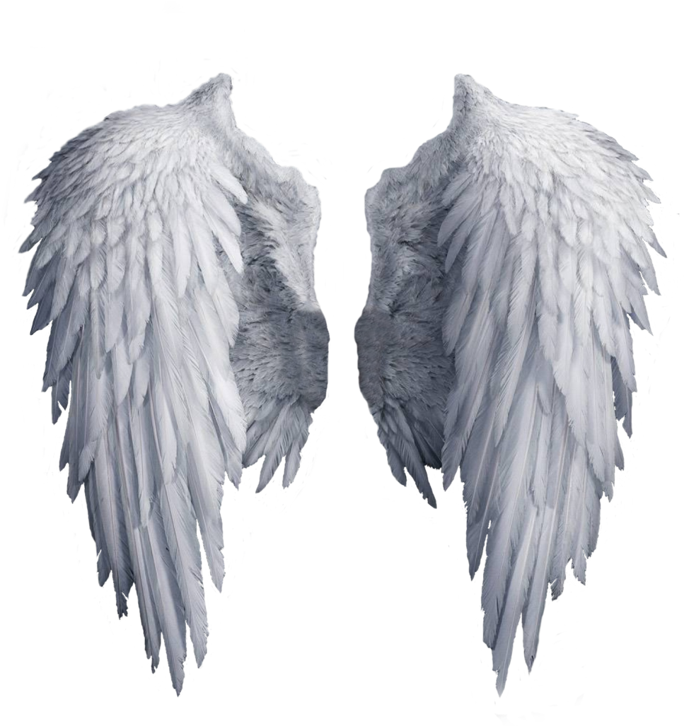 isolated, lion, christmas angel Transparent PNG Photoshop