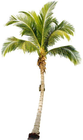 palm tree, pattern, paint Png images for design