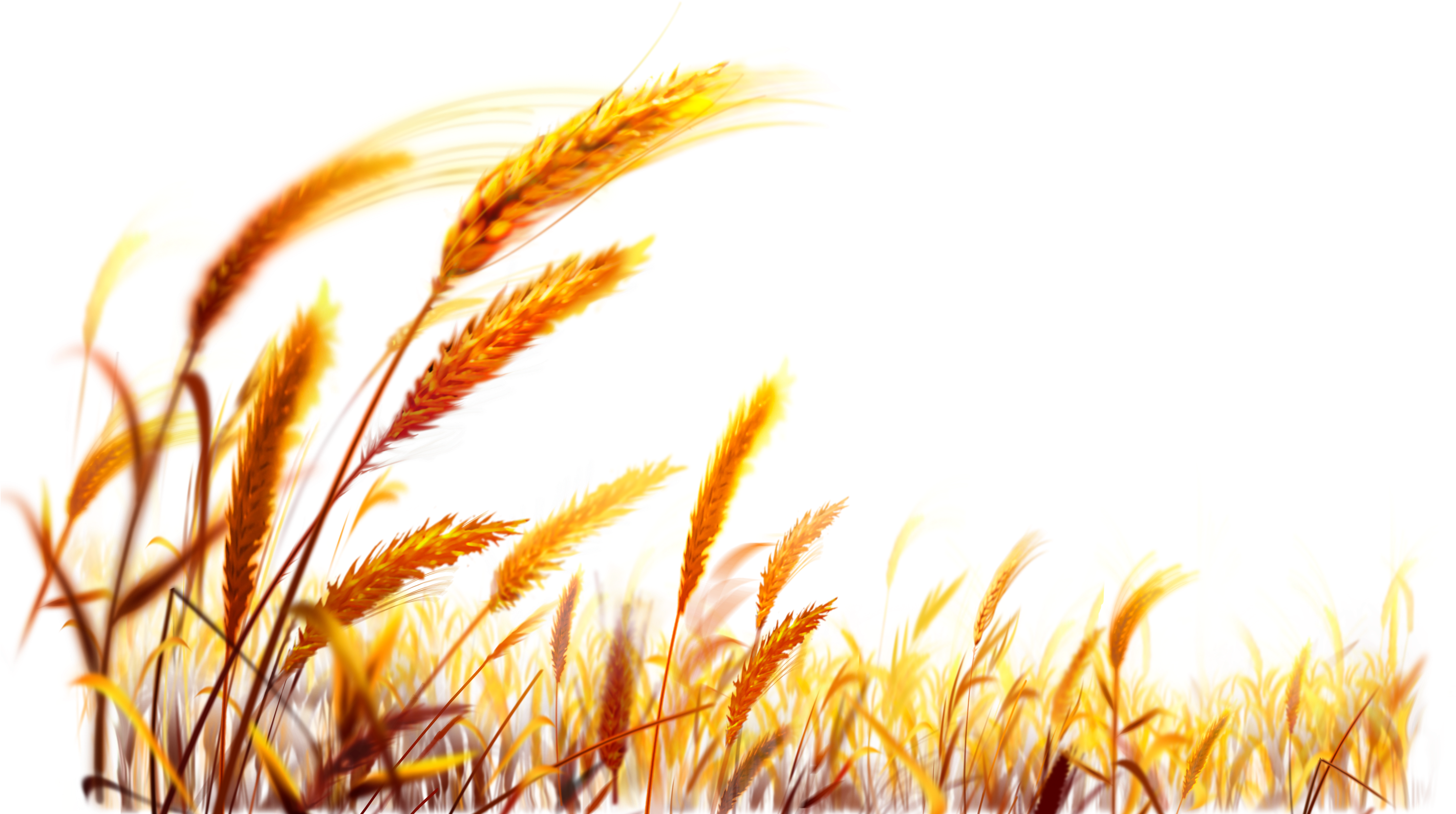 plant, oil, tractor Png Background Instagram