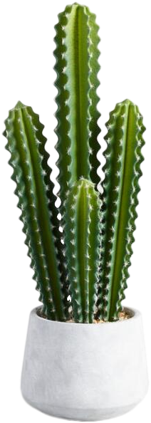 pot, cacti, object Png Background Full HD 1080p