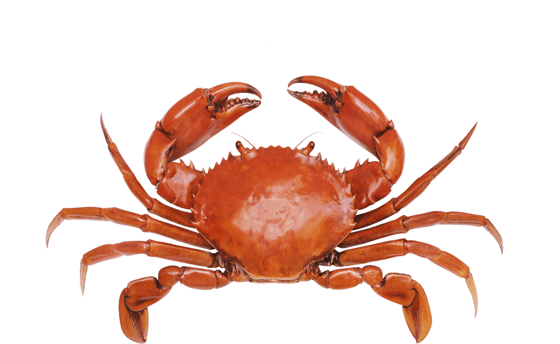 rock, crab, isolated free png vector