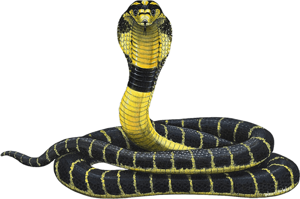 snake, children, background PNG images for editing