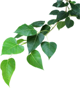 tree, leaf pattern, leaf png background full hd 1080p