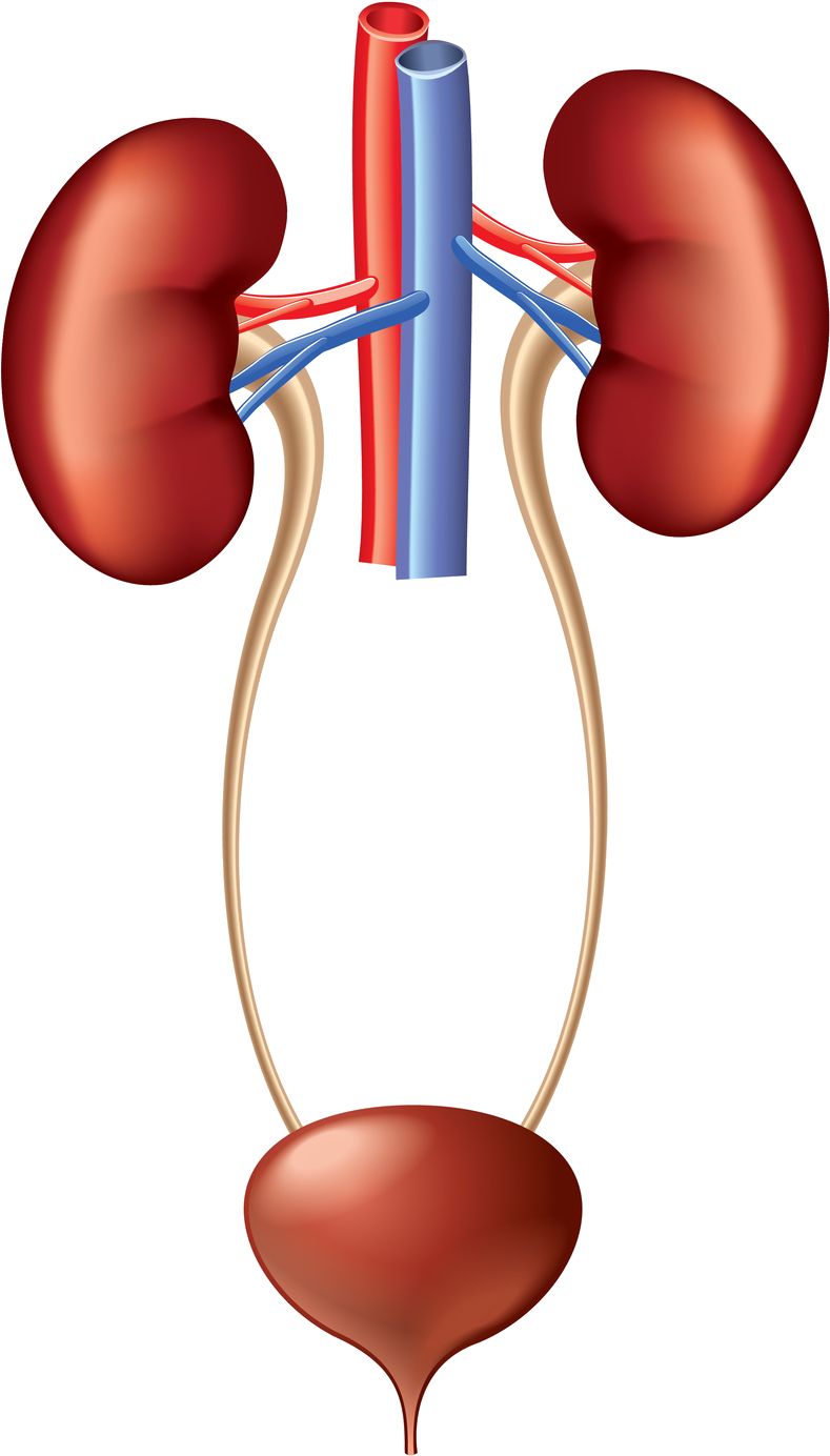 brain, home, kidney Png Background Full HD 1080p