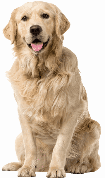 cat, wildlife, dog Png images with transparent background