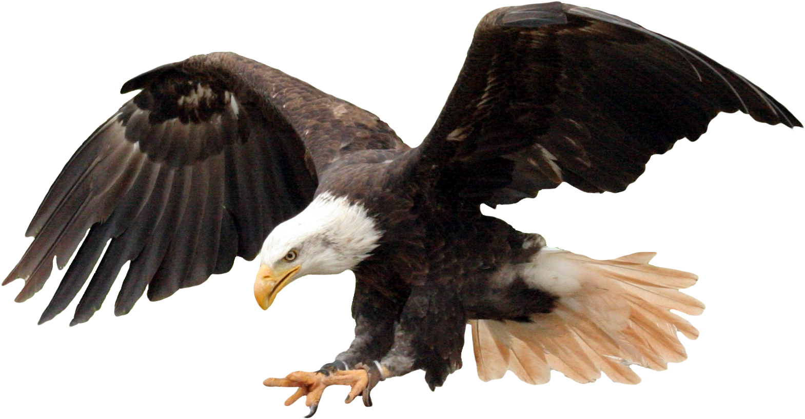 eagle, video, abstract png photo background