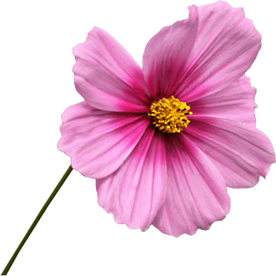 flower, beautiful, illustration png images background